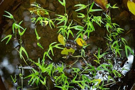牽牛水 風水